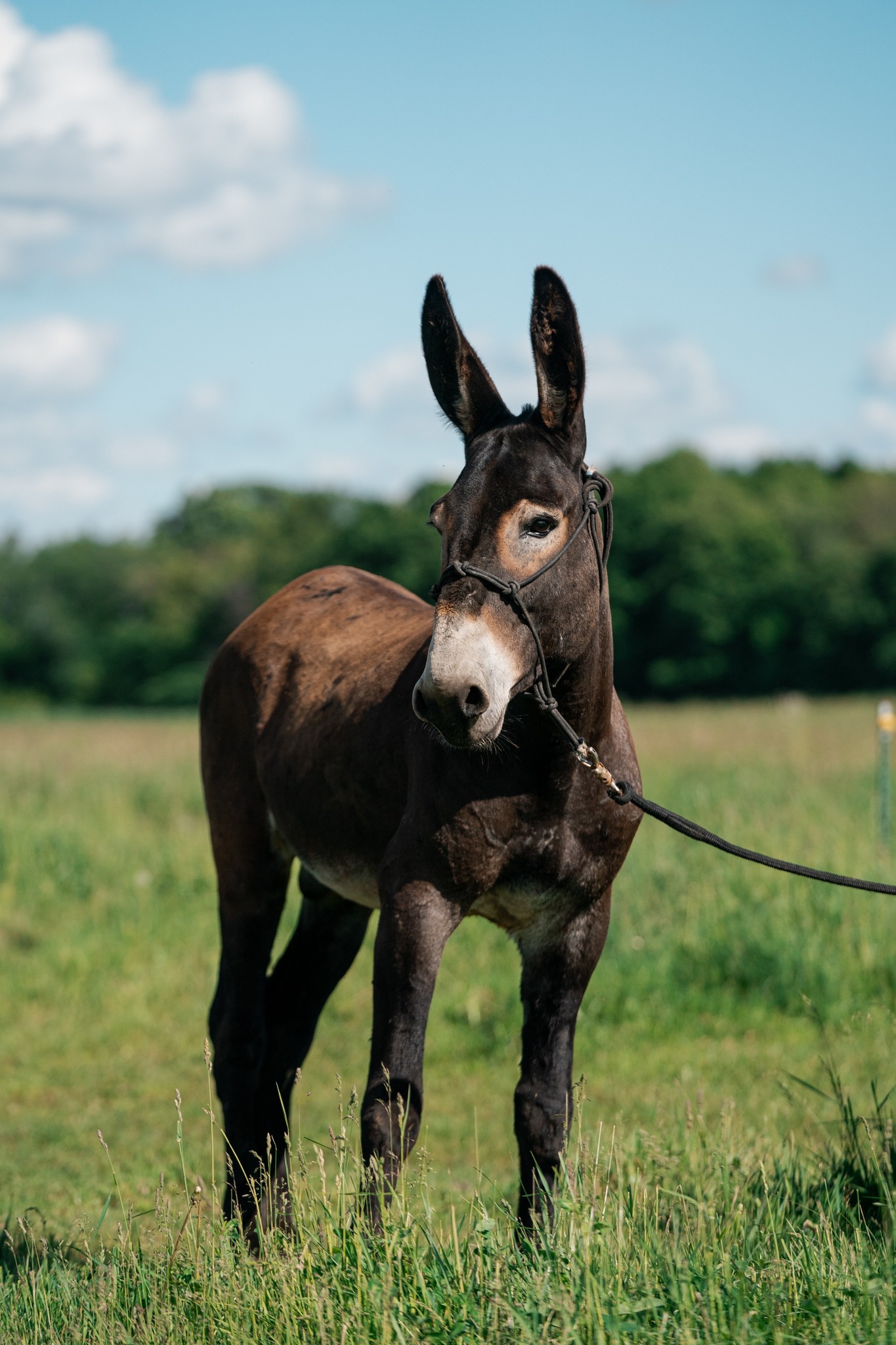 Revolution Ranch LLC | Milltown WI