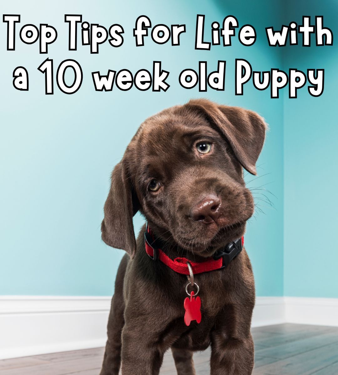 10 week old puppies have a lot of... - The Labrador Site | Facebook