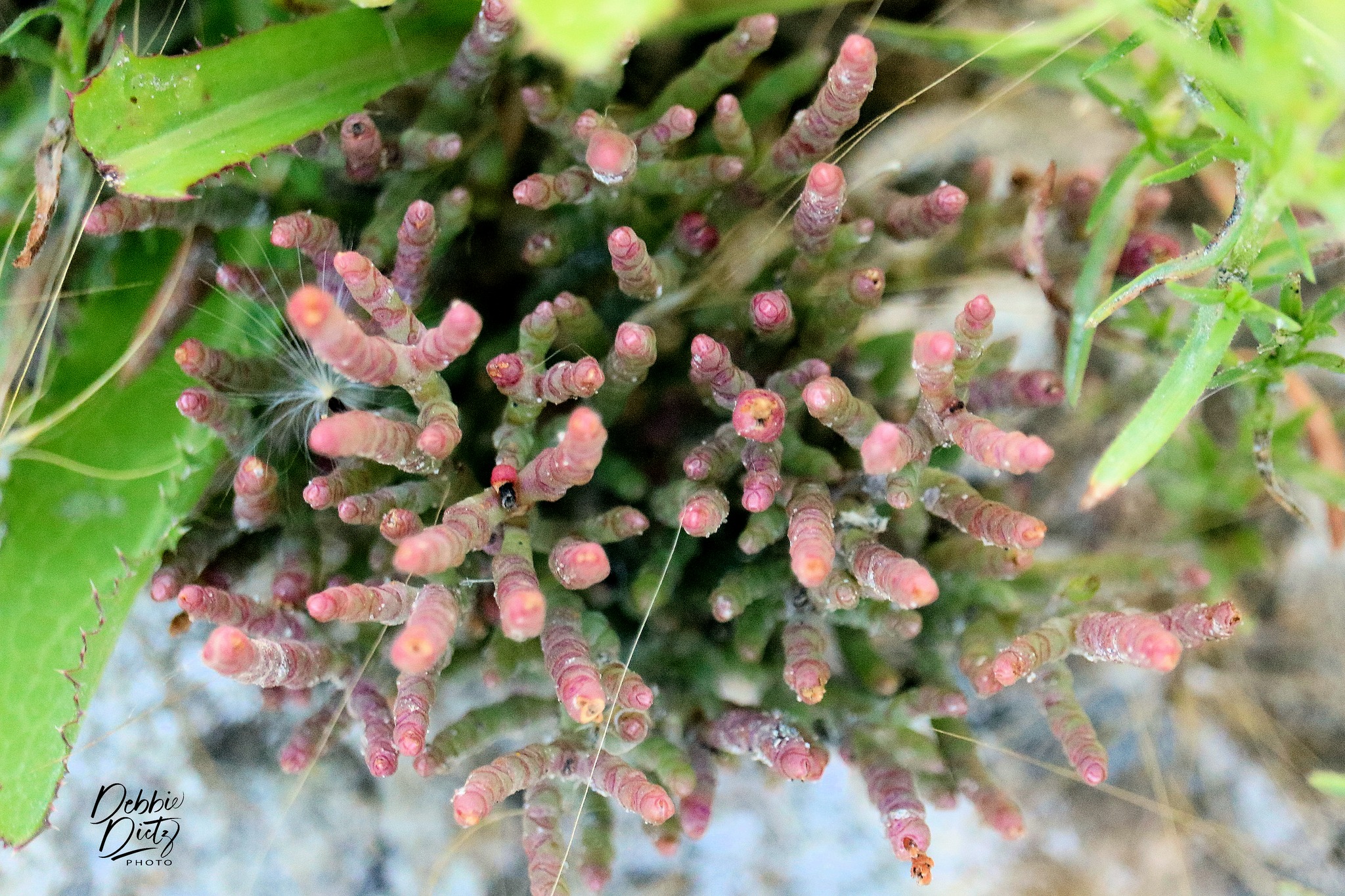 Does anyone know what kind of 