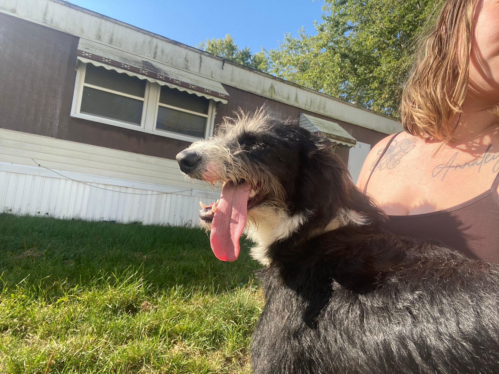 Michigan Lost And Found Pet Network | Found in flint on genesee st near