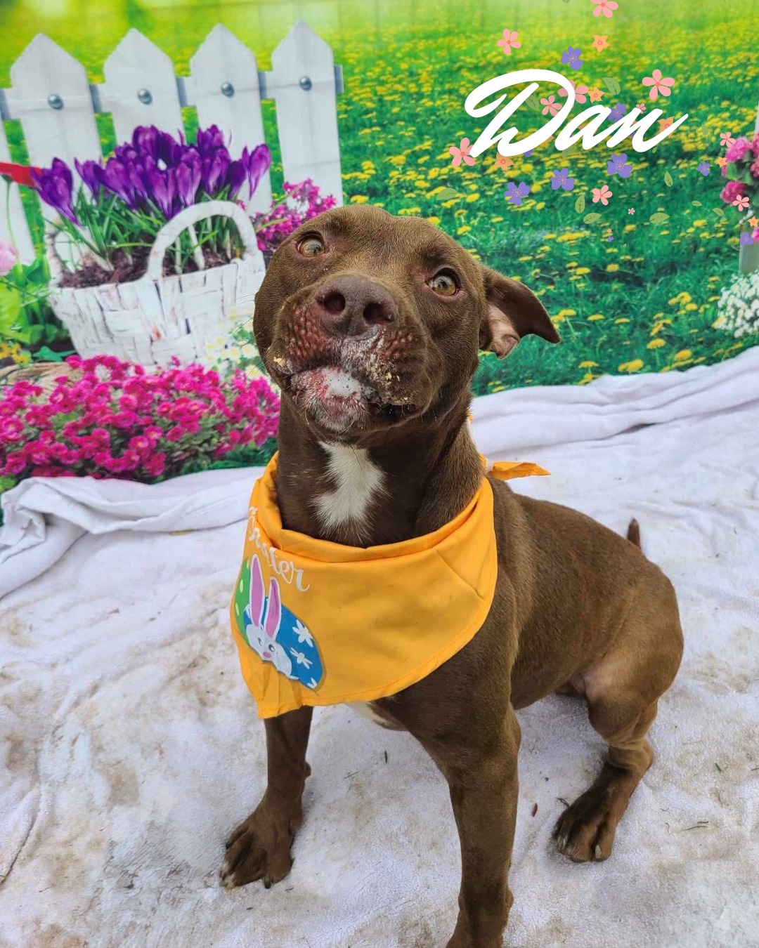 Meet Dan, a playful and affectionate pit bull terrier for adoption