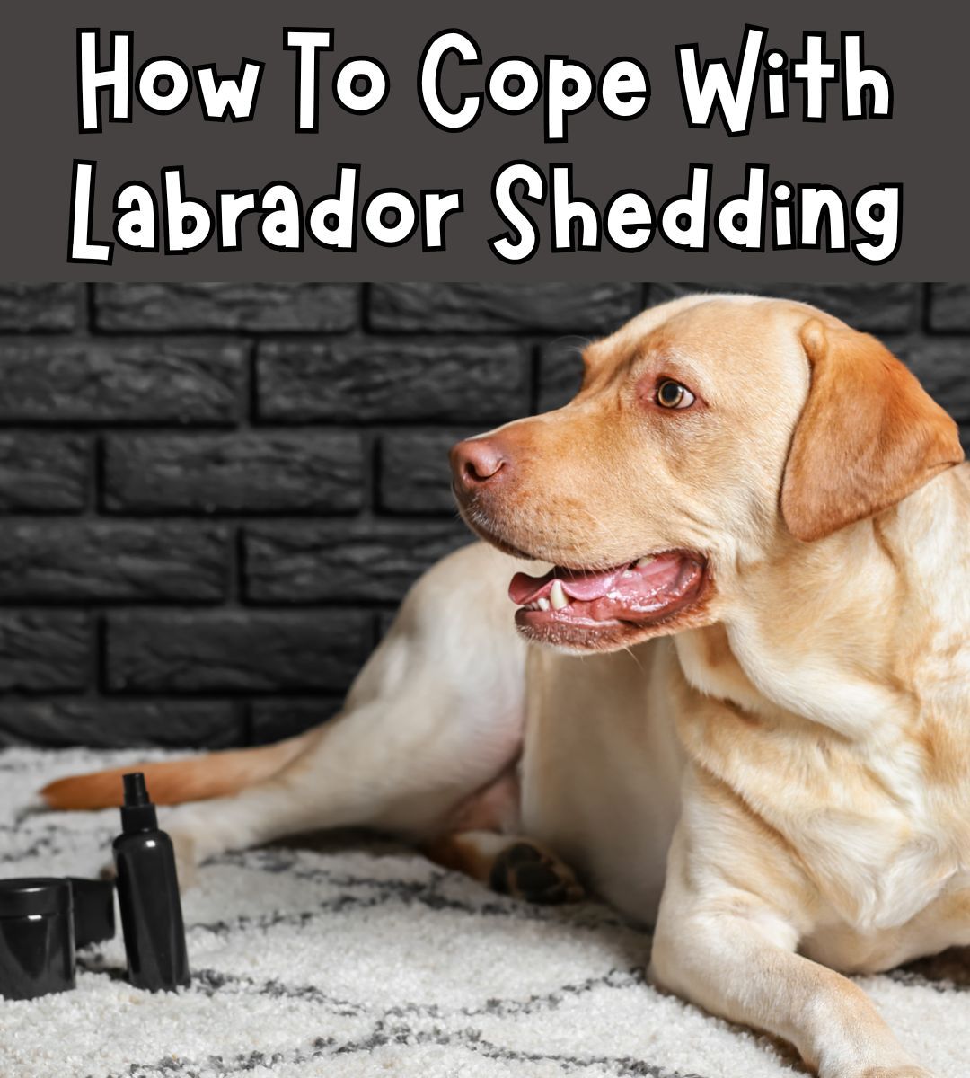 When you empty your vacuum cleaner for... - The Labrador Site | Facebook