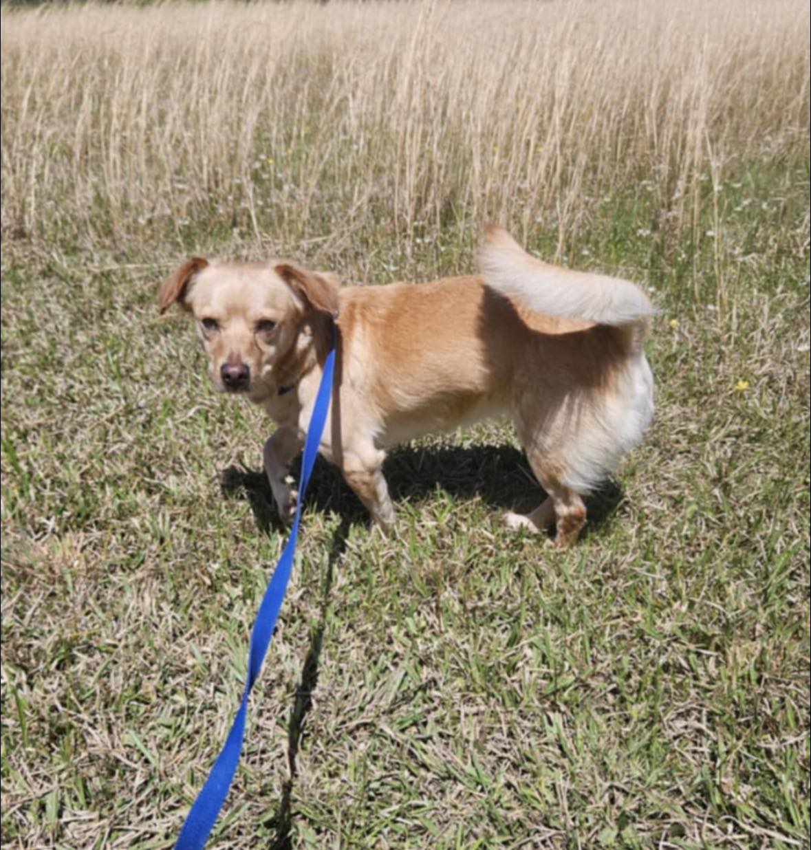 Small - Update- Sadie has a pending adoption Sadie is another dog ...