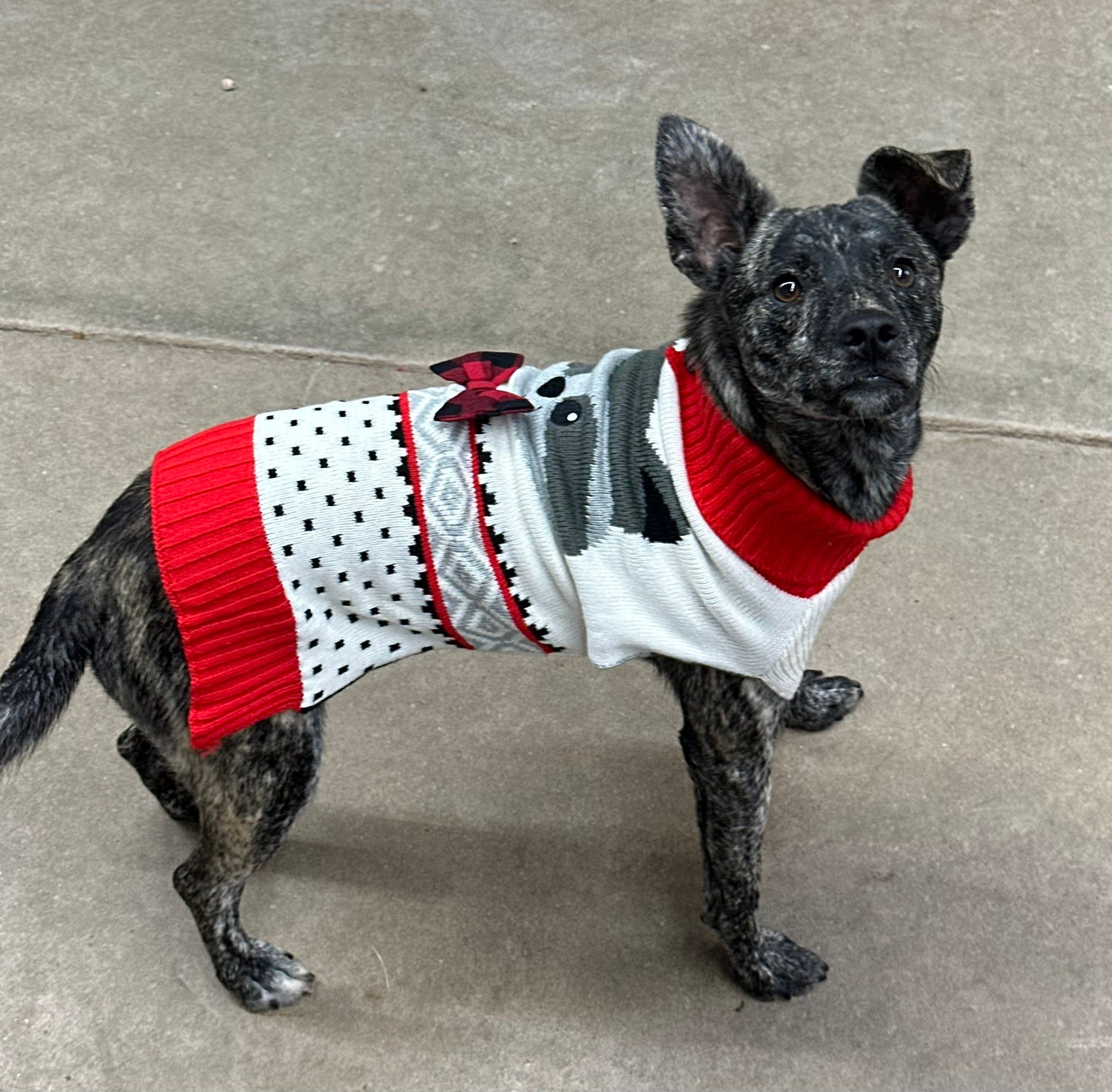 Fritz is a smaller intact male.... - Hugoton Animal Shelter | Facebook