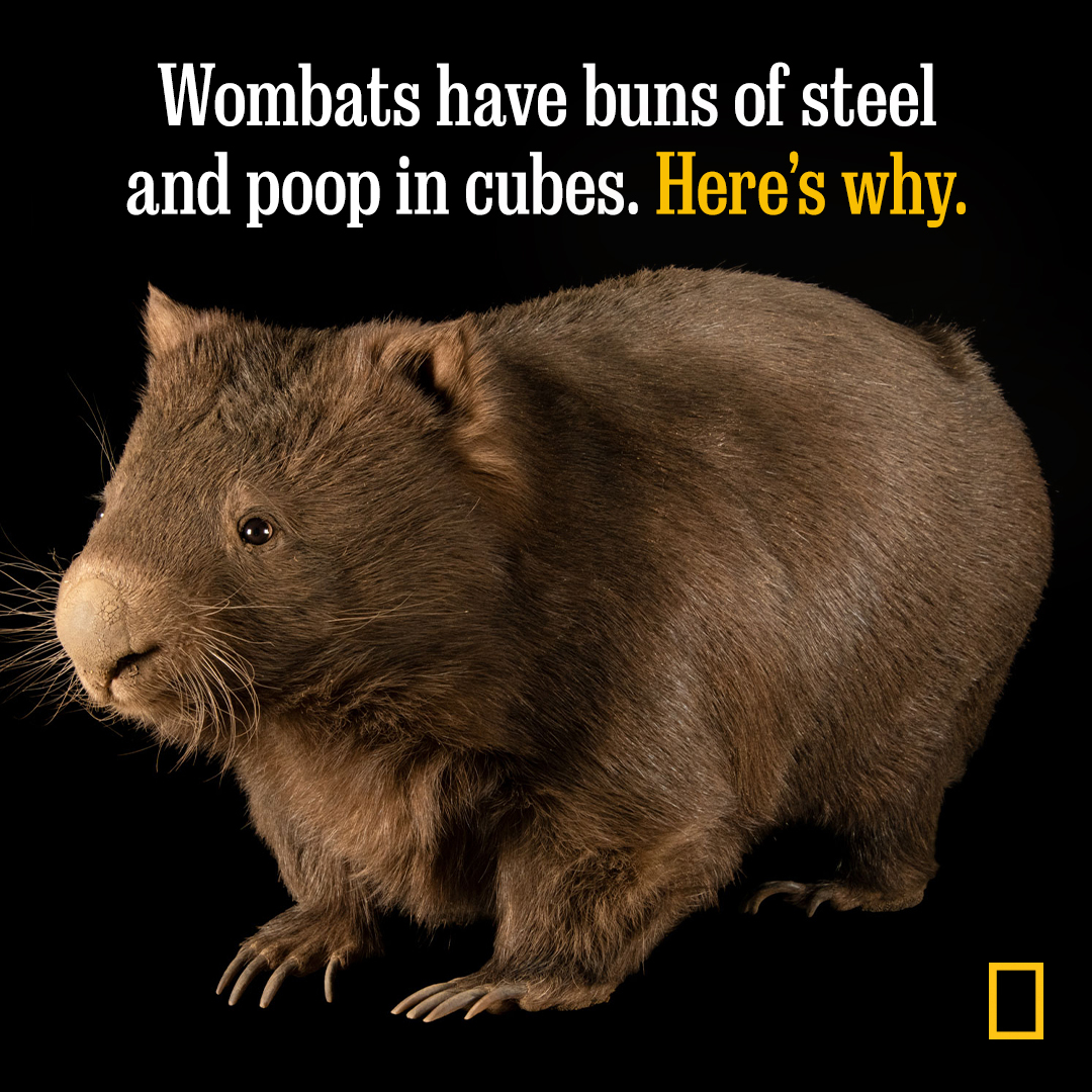 National - Recently, you might have seen viral videos of wombats using ...