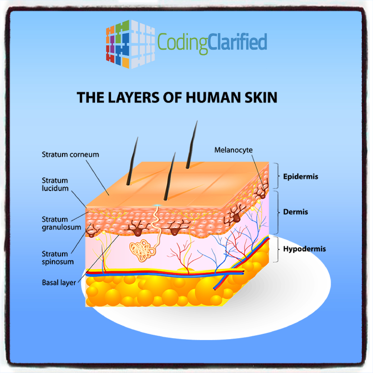 The three main layers of the skin are... - Coding Clarified