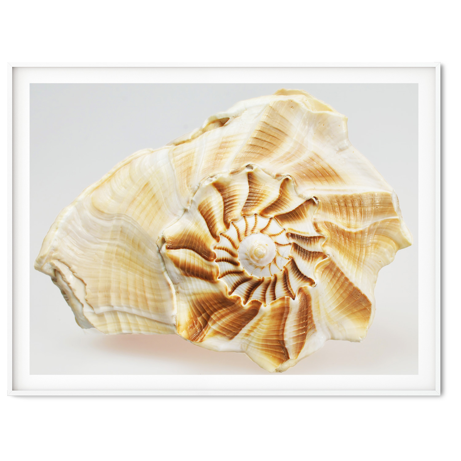 Simply Shells | Bogangar NSW