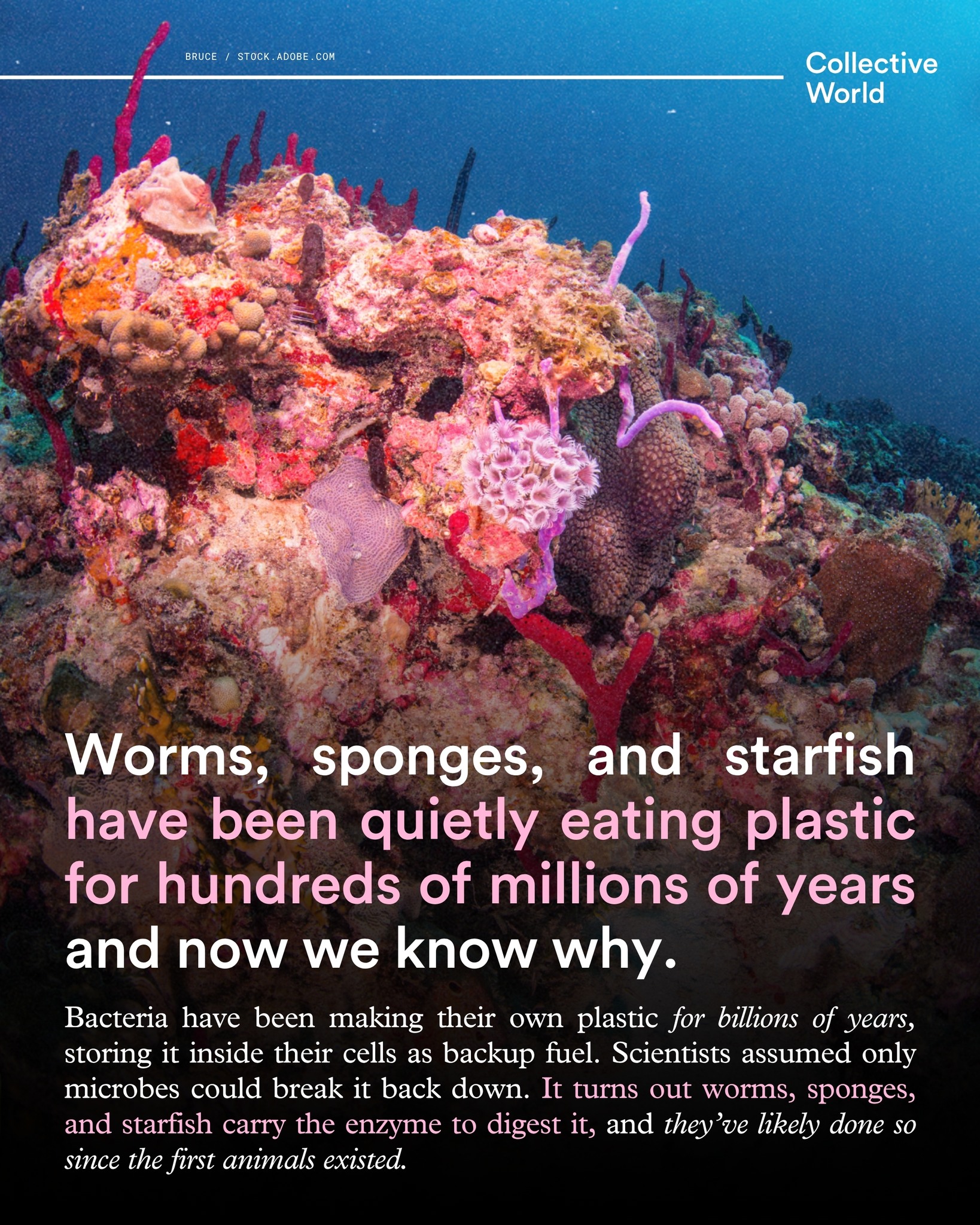 The plastic in question is PHA, a biodegradable material bacteria