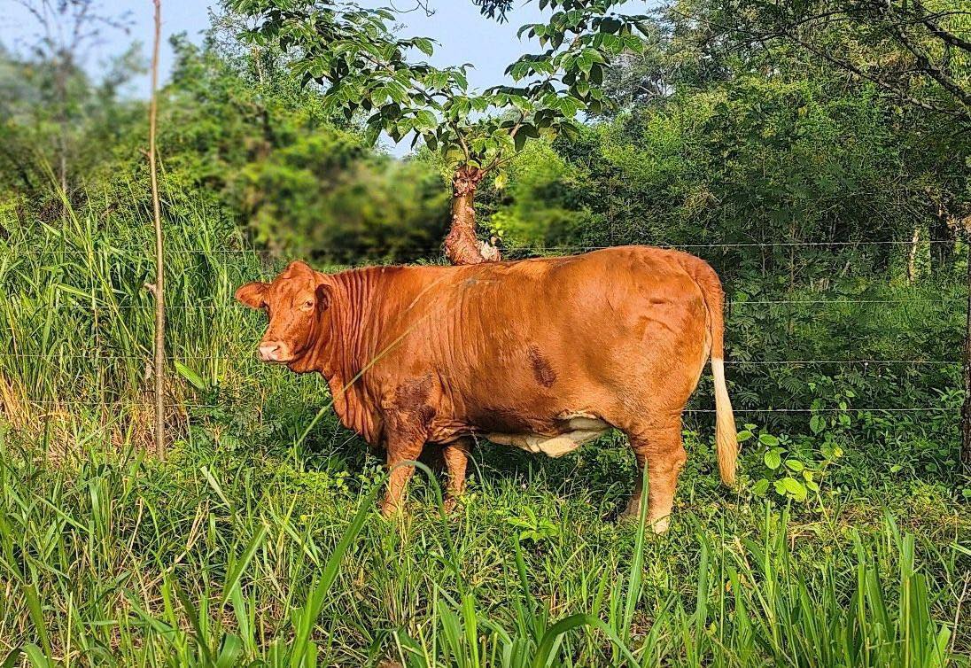 Rancho - El ganado Beefmaster es una raza de ganado bovino que se ...