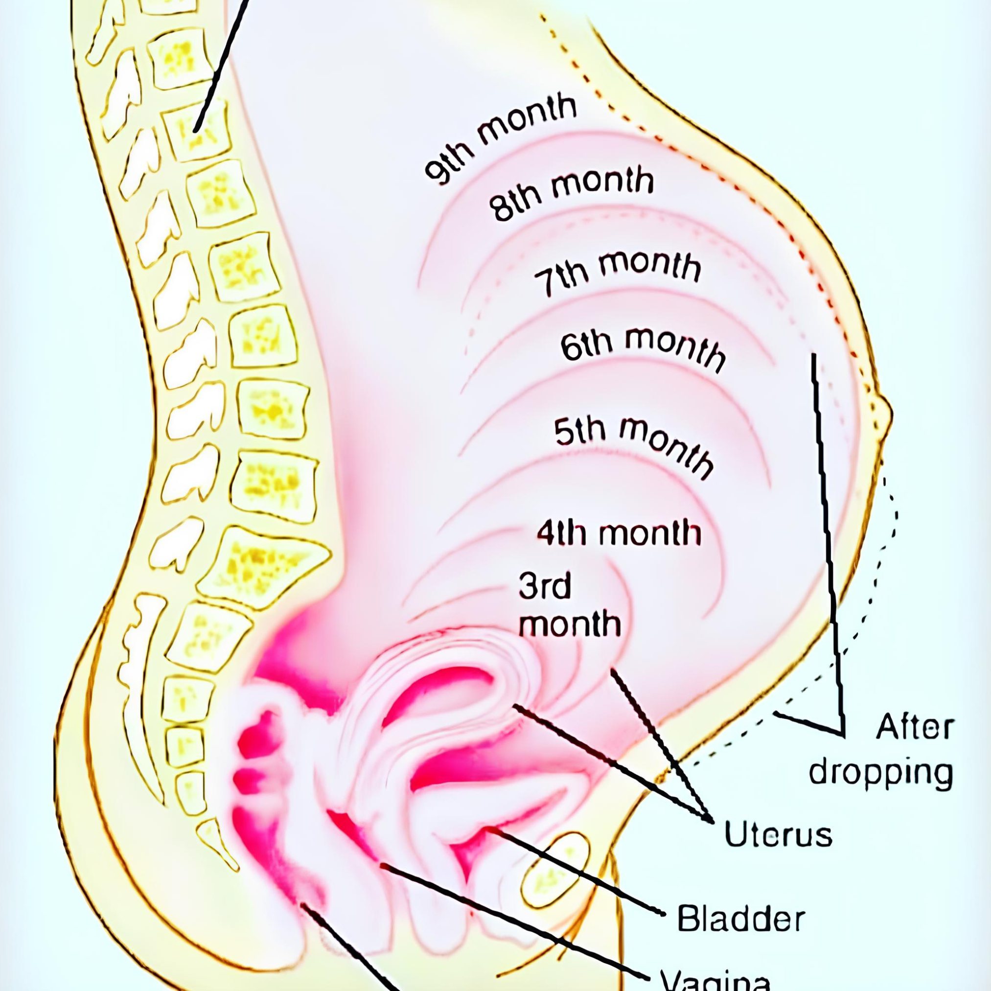 Pregnancy - Uterus size during pregnancy 🤰 | Facebook