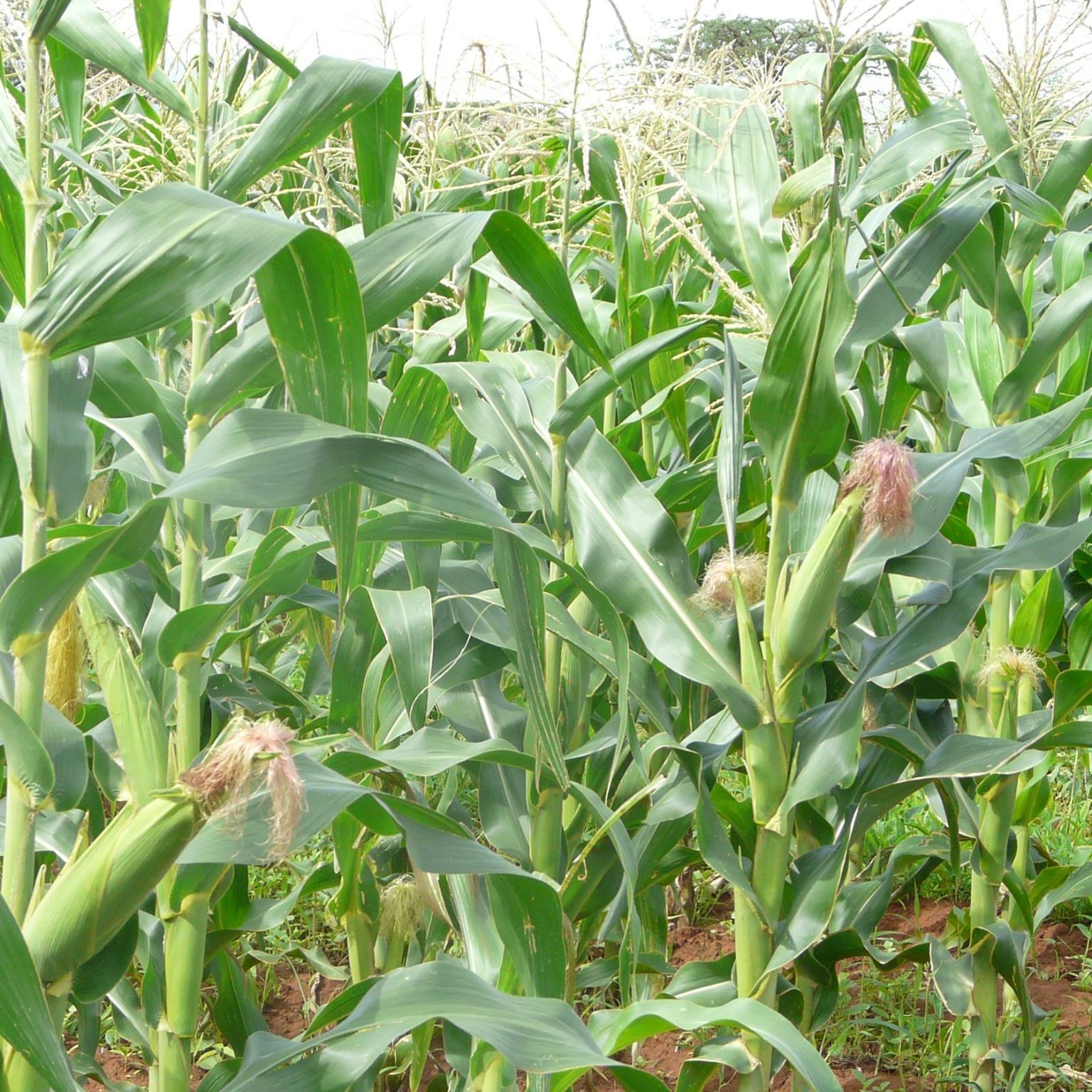 Mbusi Farm | Nairobi