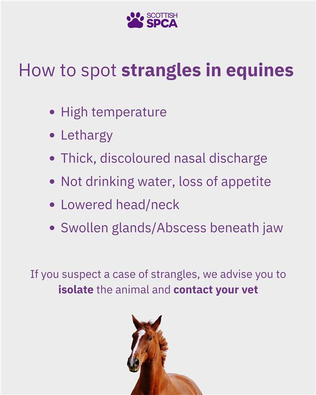 Scottish - Have you heard of Strangles? Strangles is a highly ...