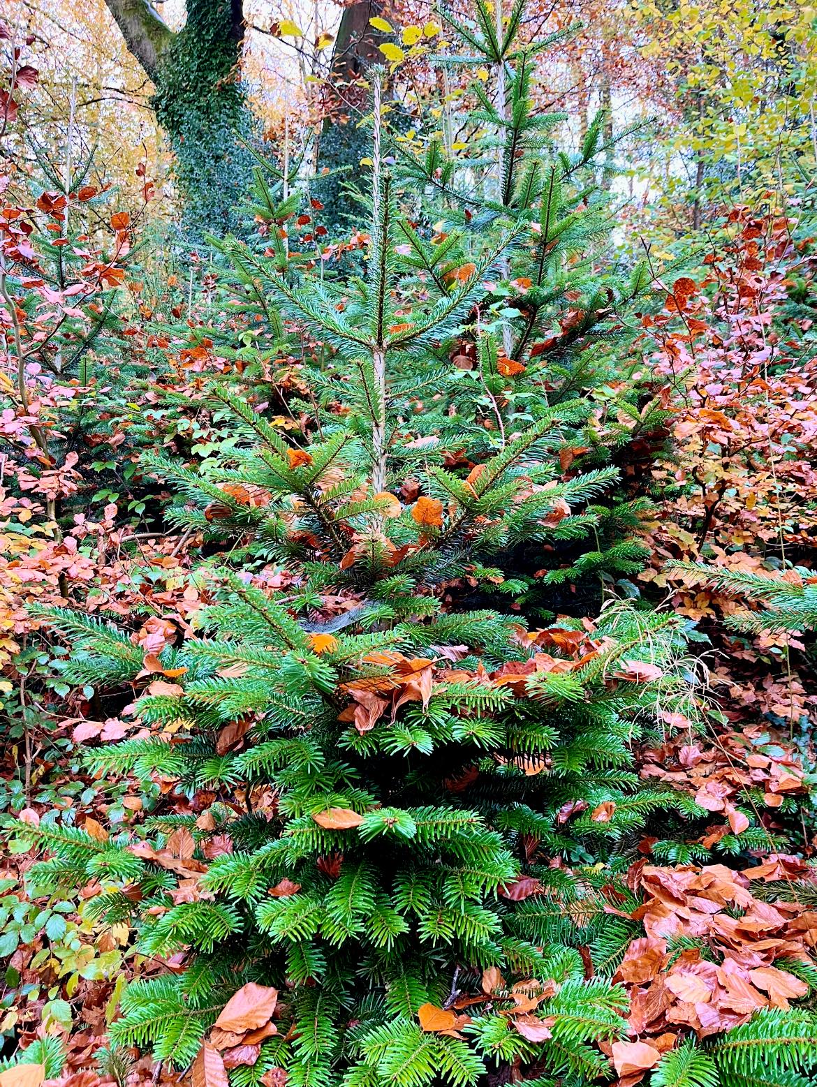 Usk Castle Chase Sustainable Sawn Timber and Firewood - The Autumn ...