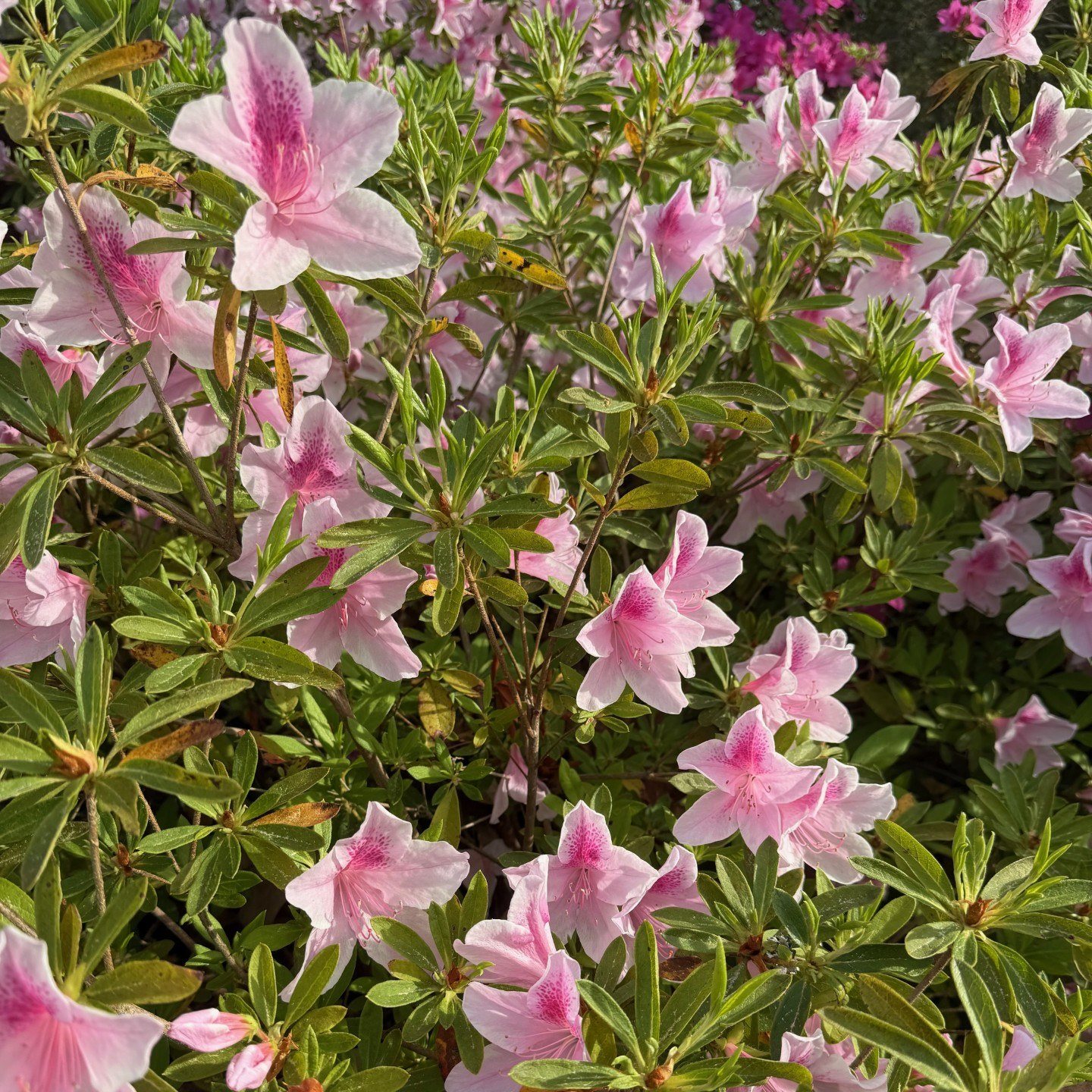 Moores - Azaleas can be classified as either deciduous or evergreen ...