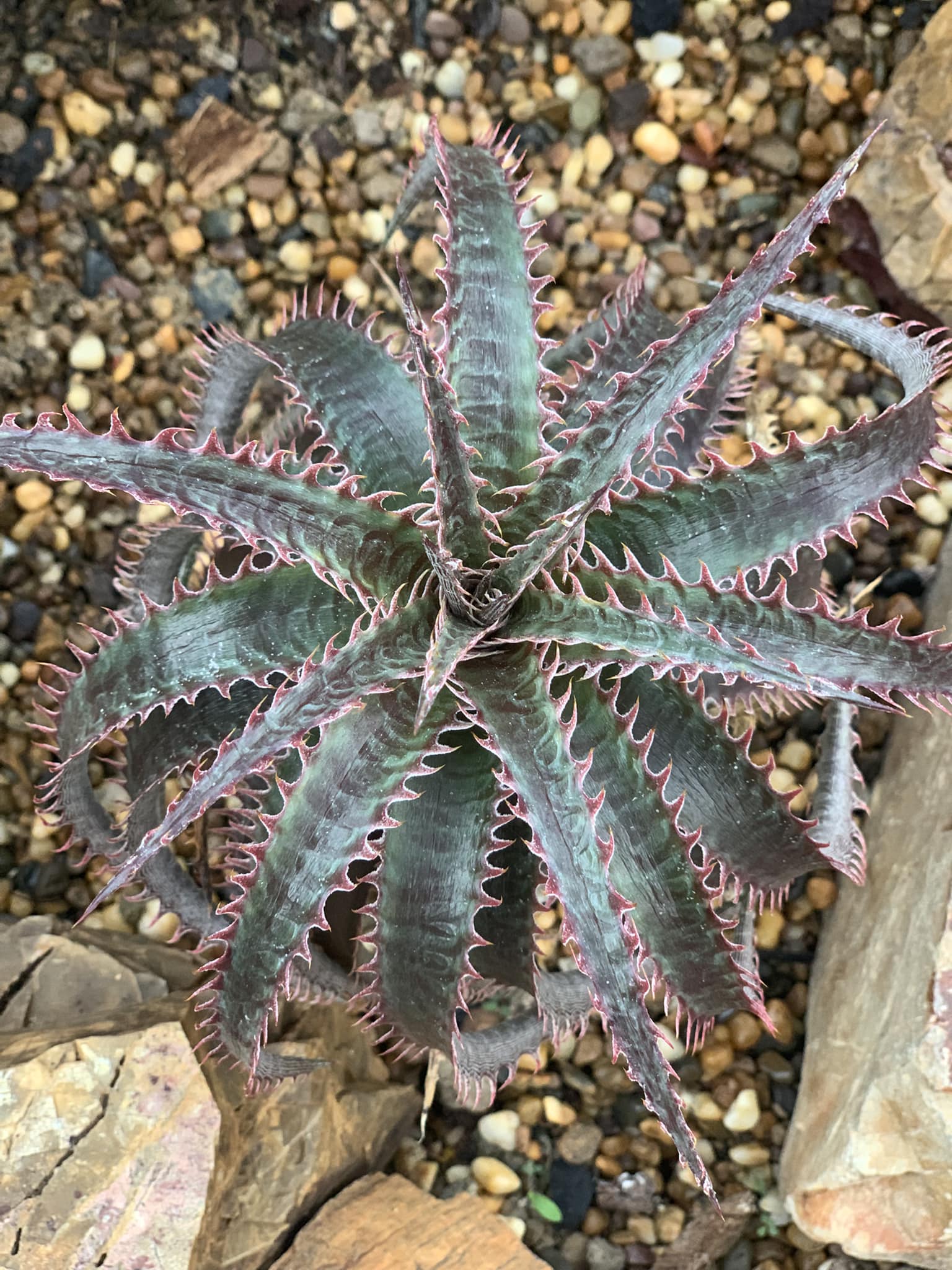 Dyckia dawsonii x delecata
