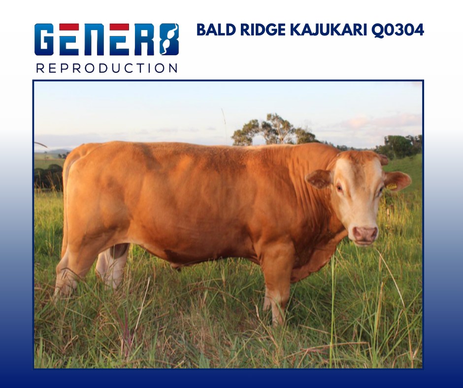 BALD RIDGE KAJUKARI Q0304 CCCFQ0304... - Gener8 Reproduction | Facebook