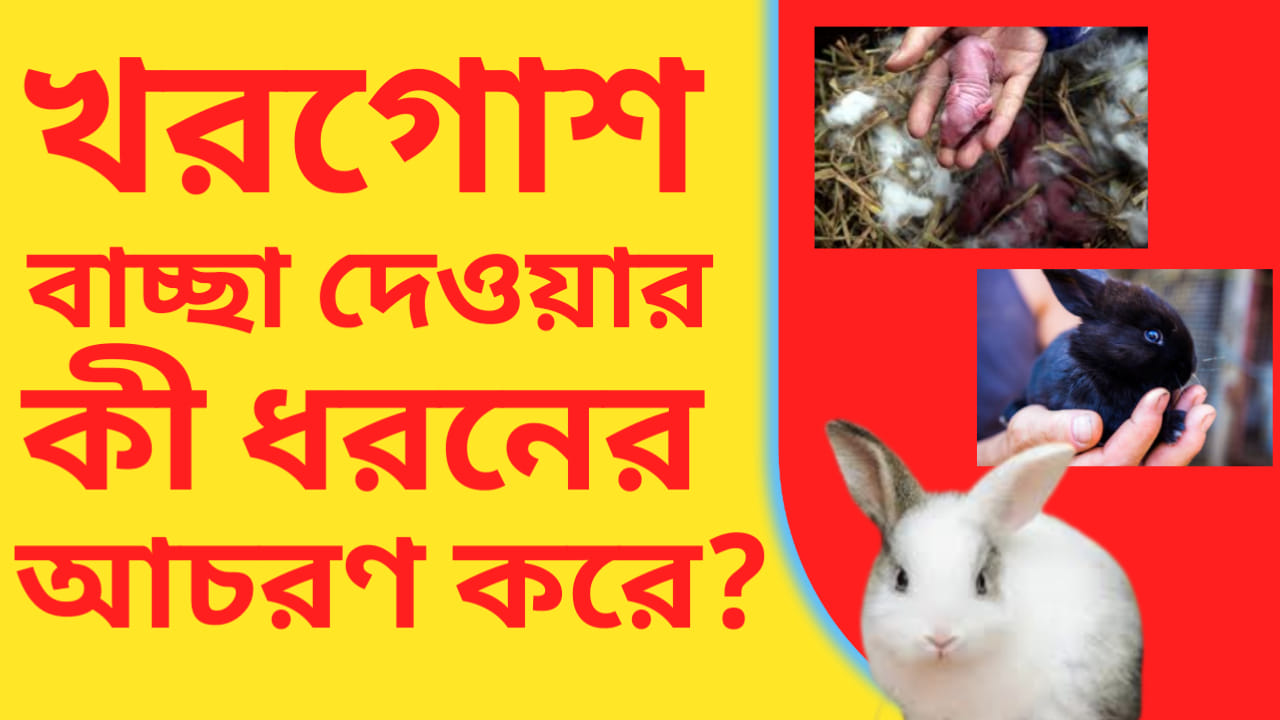 Integrated Rabbit Farming | Kolkata