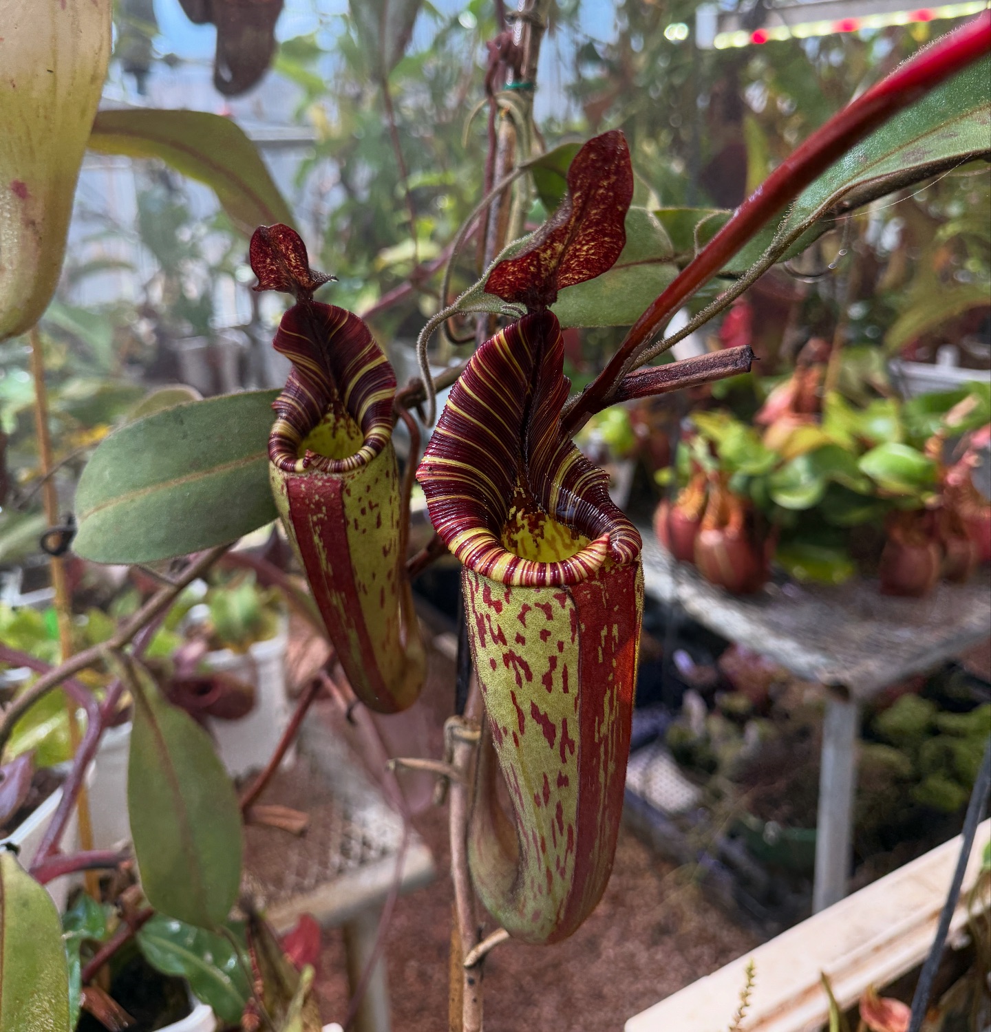 Nepenthes hurrelliana or mollis 🙂