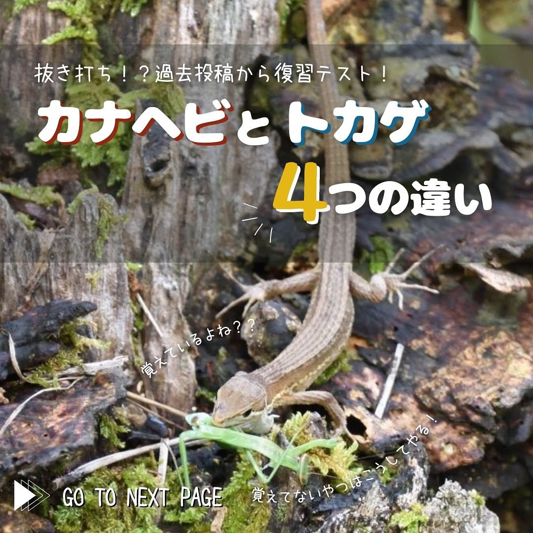 カナヘビ と トカゲ の 違い