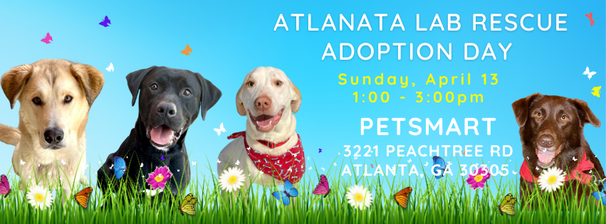 Atlanta Lab Rescue