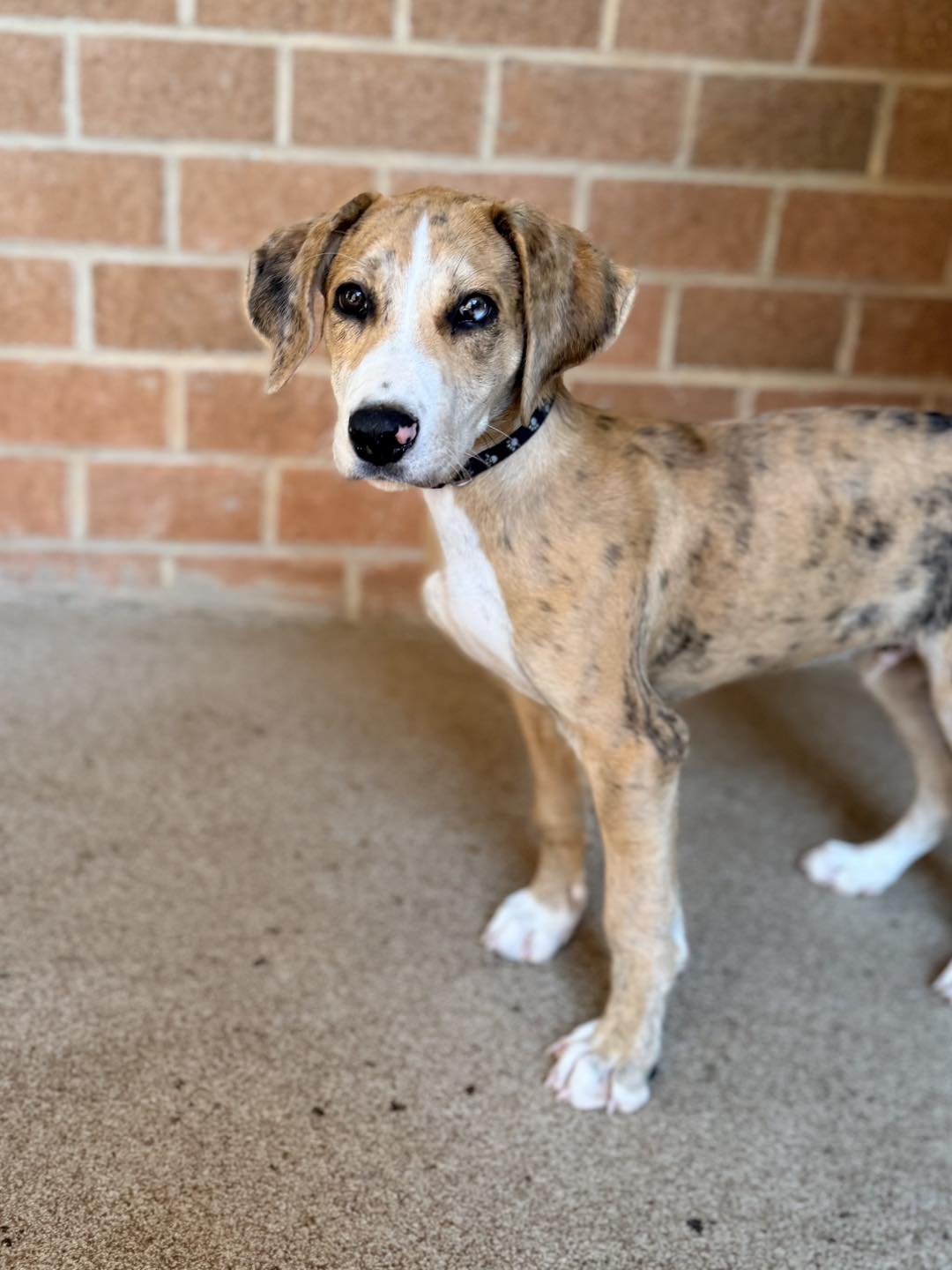 Meet Scooby, a 4-month-old pit/hound mix at Cleveland County