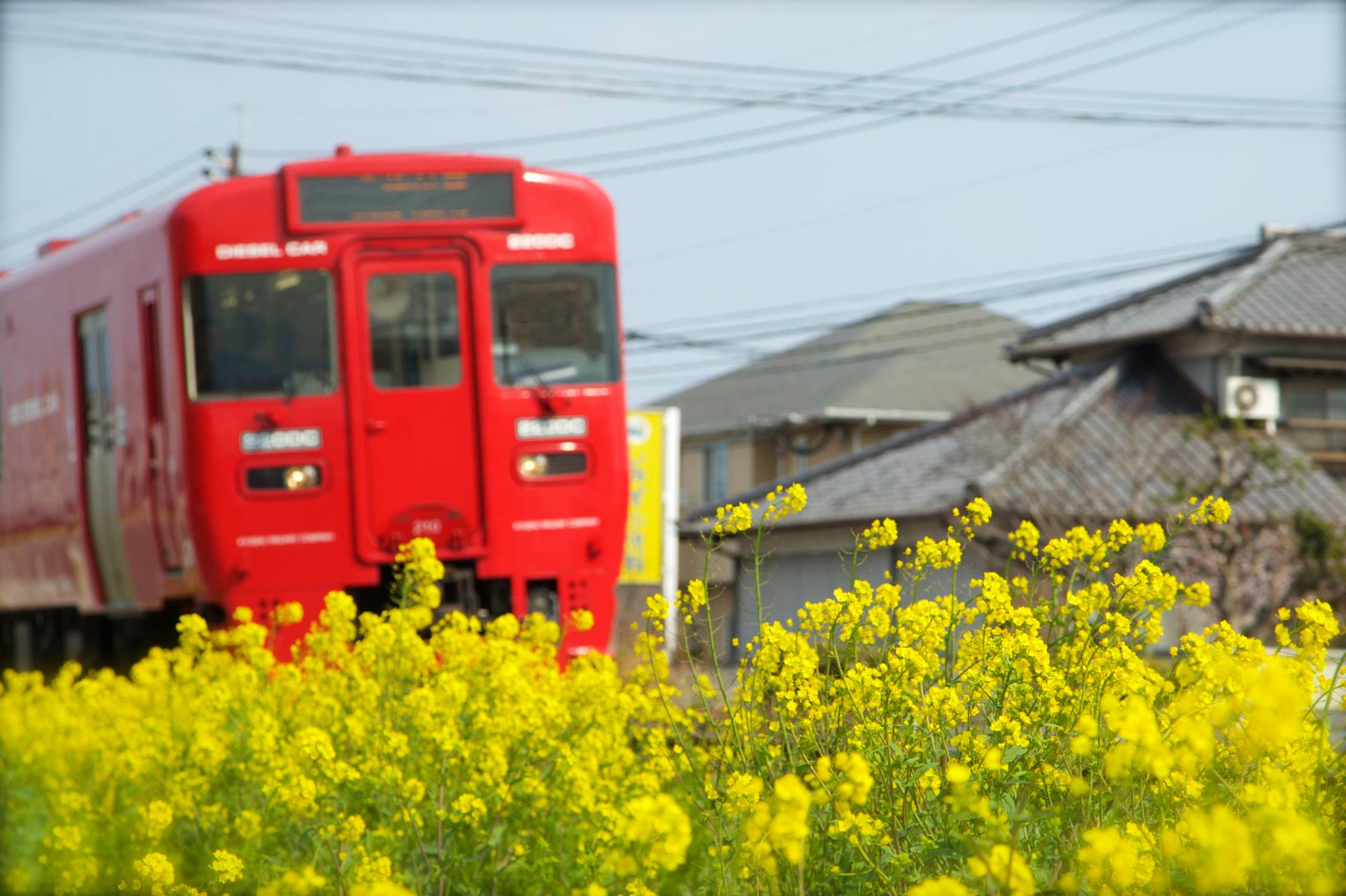 いいやん 大分 大分市役所 春はすぐそこ 下郡を通るjr豊肥線の線路沿いで 菜の花が風に揺れています 梅の花が咲き 菜の花が咲き もうすぐ桜の花が咲き 今日は強い風が吹き 冬の寒さが戻ってきたような天気でしたが 春はすぐそこまで来ているよう