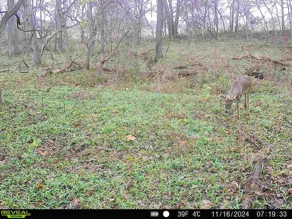 Strut & Rut Trail Cam Central | Arenzville IL