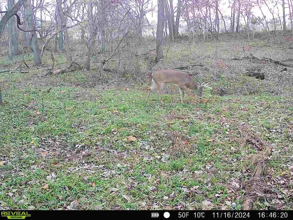 Strut & Rut Trail Cam Central | Arenzville IL