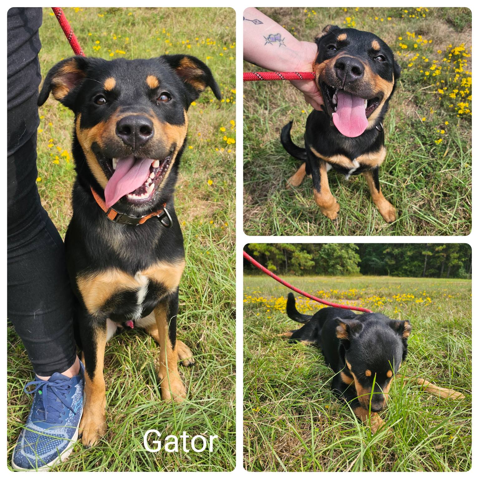 Vernon - ADOPTED 🐊 Meet Gator! 🐊 C# 48210 Breed: Rott mix Age/Weight ...