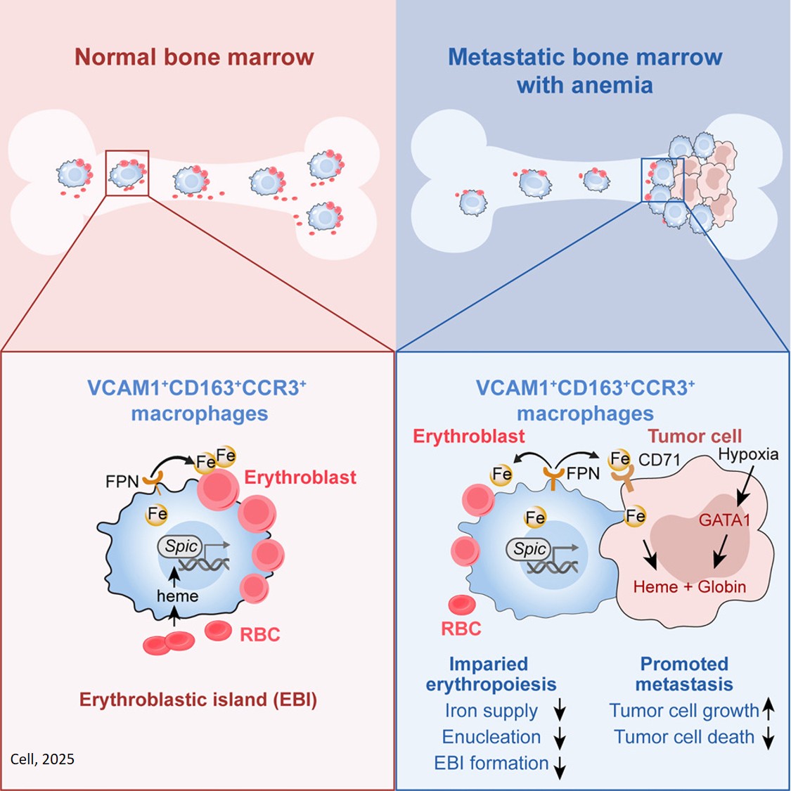 Science Mission - Tumors hijack macrophages for iron... | Facebook