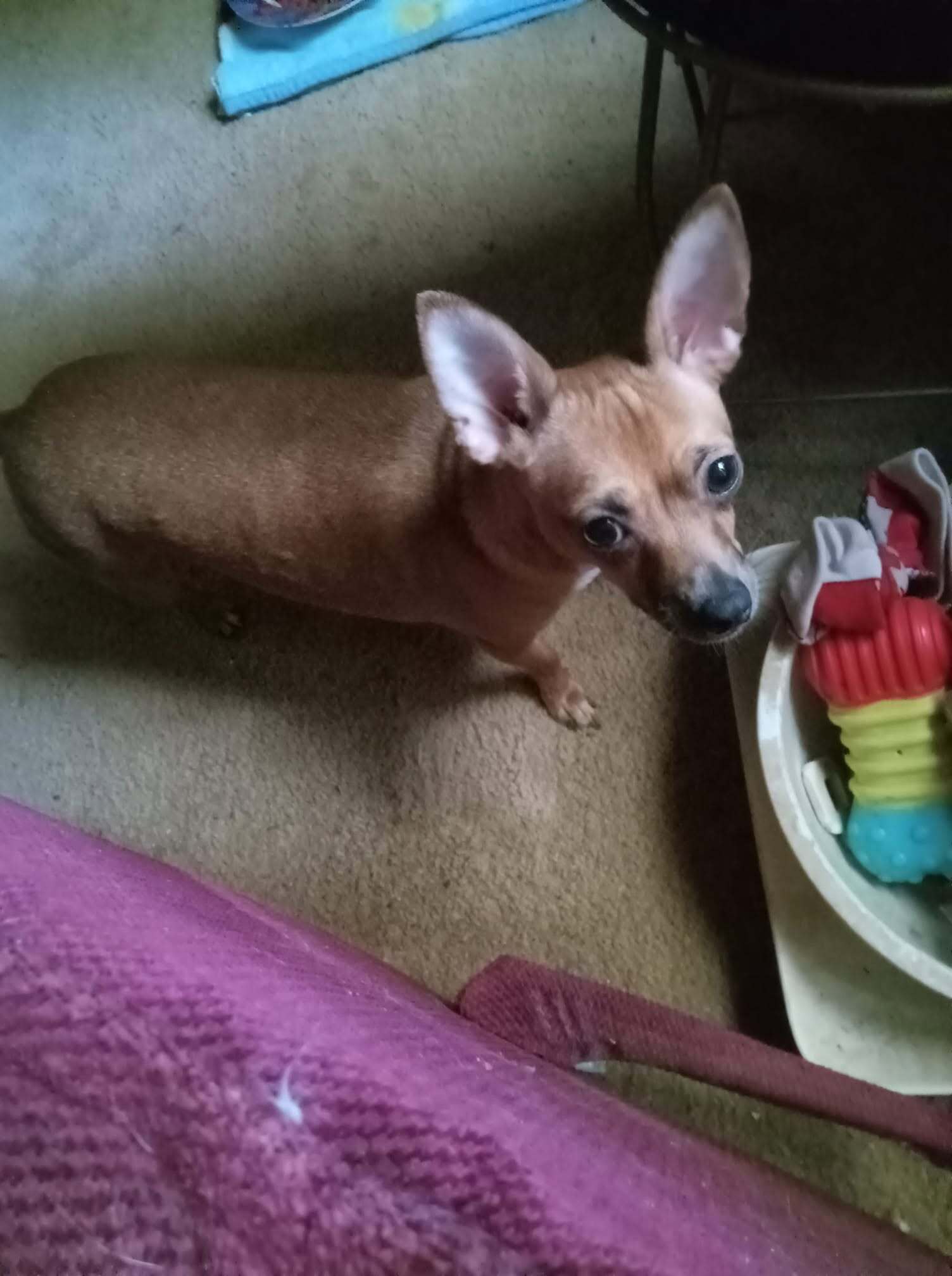 Chihuahua さま Chihuahua of the Day! Cutie.My Sassy.!We're all in for a treat