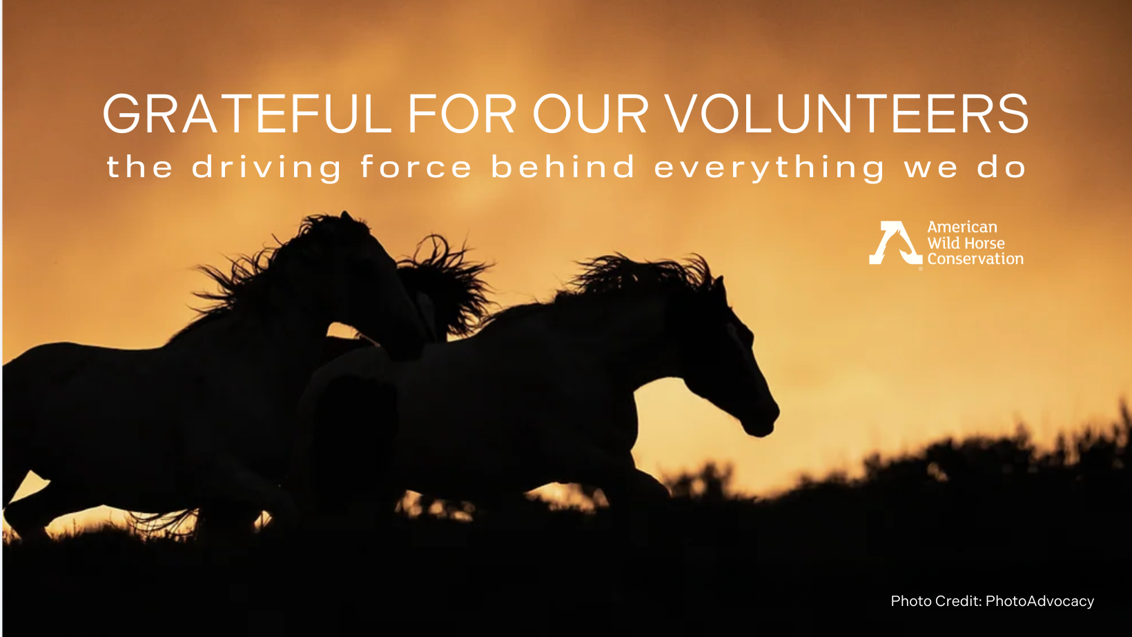 Pine Nut Wild Horse Advocates - Chase's band way up high in the Pine ...