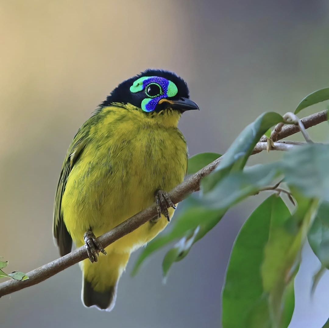 Wondershots - Schlegel's Asity. Schlegel's asity (Philepitta schlegeli ...