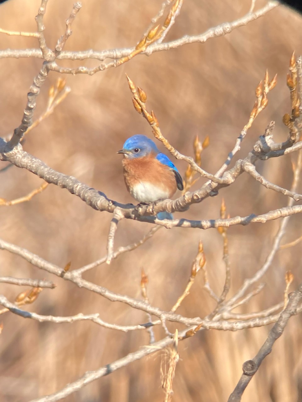 Spring Bird Walk