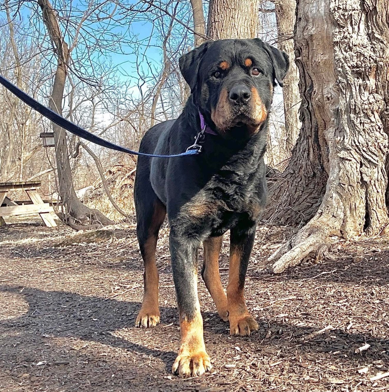 The Sanctuary - ***AVAILABLE IN FOSTER*** Buford is a male Rottweiler ...