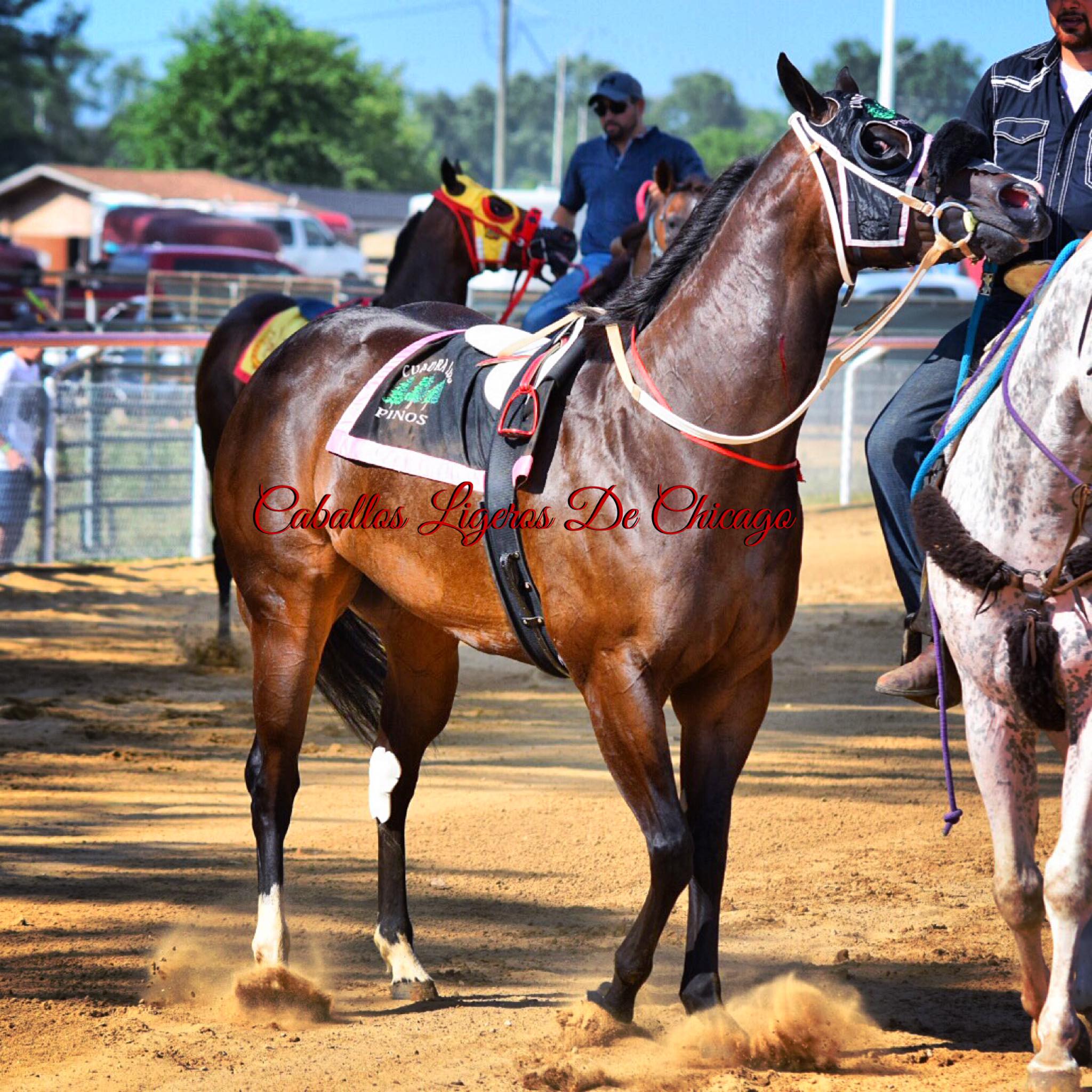 La Ejecutiva De Cuadra Nueva... - Caballos Ligeros De Chicago | Facebook