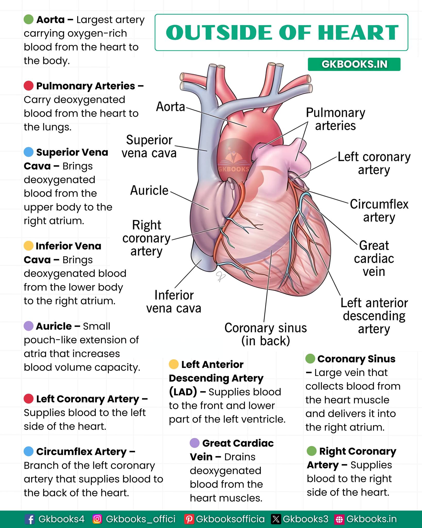 Gkbooks - 𝐎𝐮𝐭𝐞𝐫 𝐏𝐚𝐫𝐭𝐬 𝐨𝐟 𝐭𝐡𝐞 𝐇𝐞𝐚𝐫𝐭 𝐄𝐱𝐩𝐥𝐚𝐢𝐧𝐞𝐝 #fblifestyle #humanheart # ...