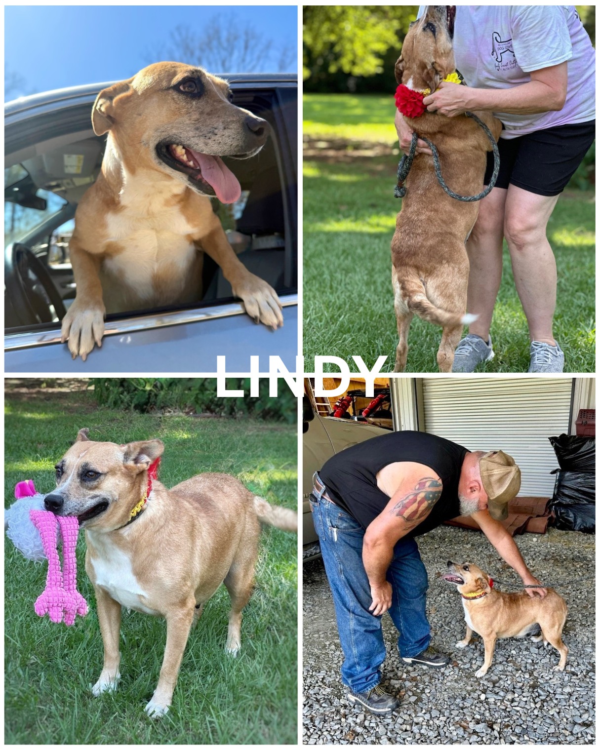 LINDY What is it? Her short, stumpy... - PAWS New England | Facebook
