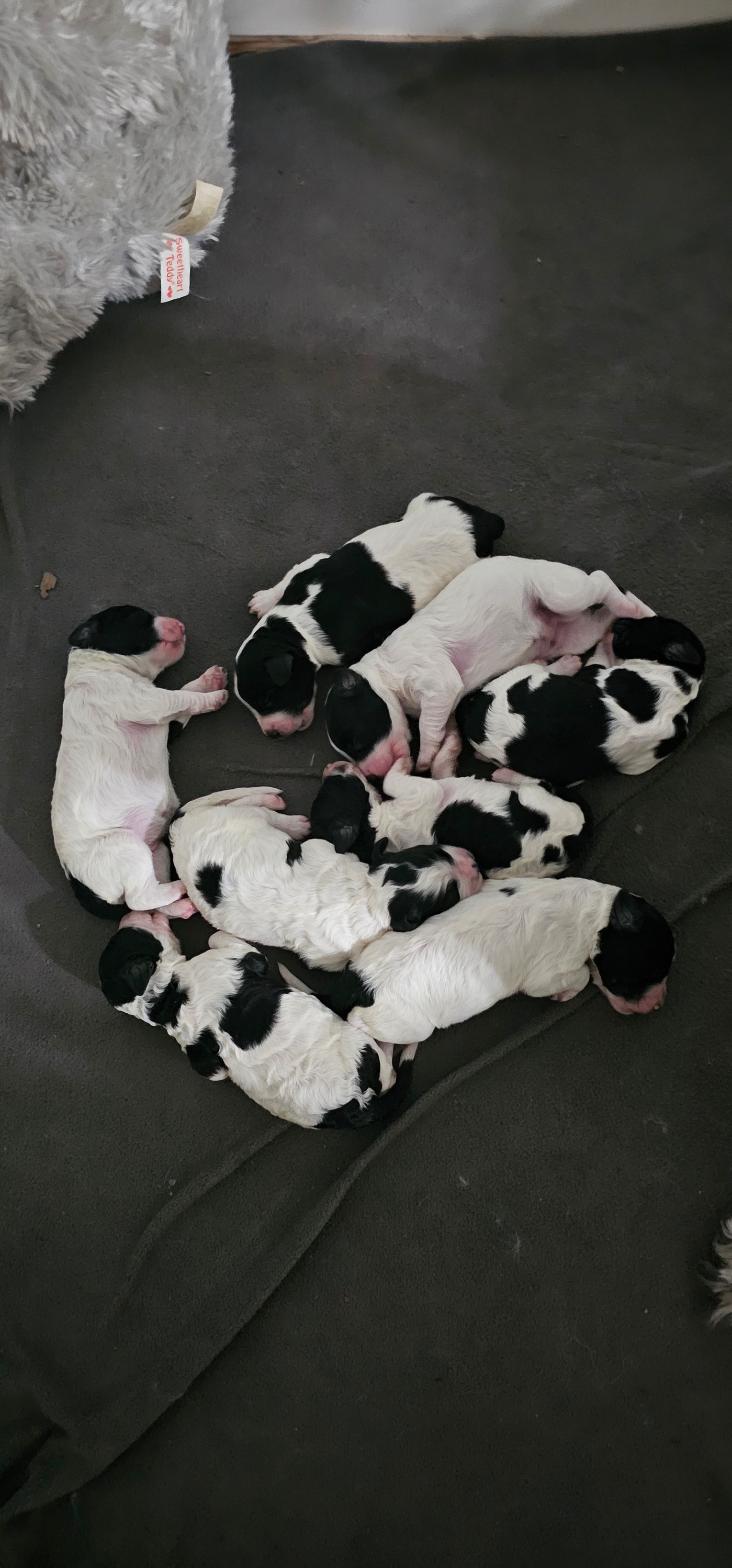 Golden feather farm of Doodles and Poodles