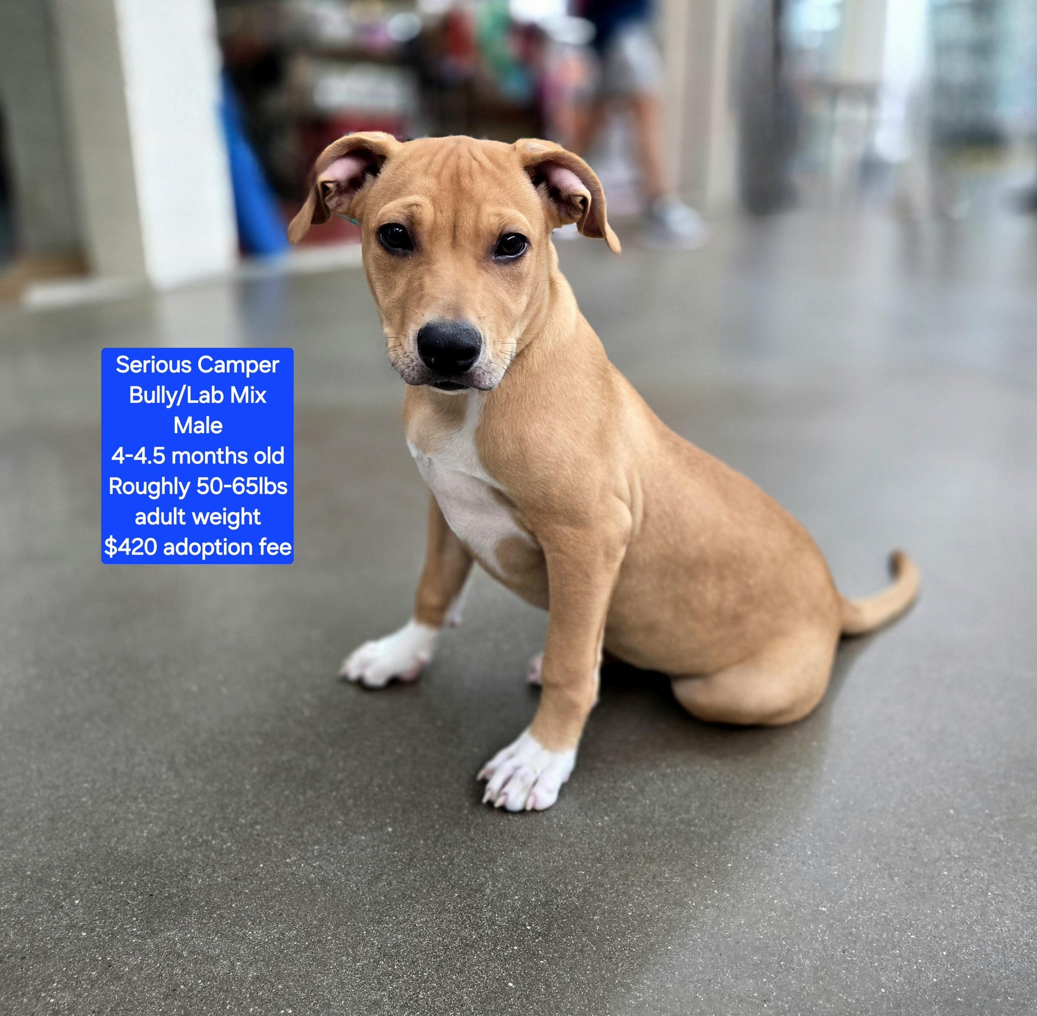 Save A Life Pet Rescue added a... - Save A Life Pet Rescue