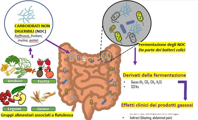 Dr. - GAS INTESTINALI. CHI LI PRODUCE: TU O IL TUO MICROBIOTA ...