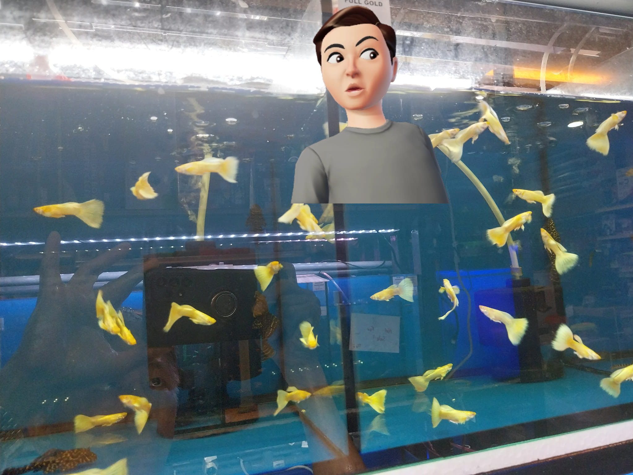 MALE ONLY- Live Aquarium Guppy Fish High Quality - HB BLUE HALFMOON