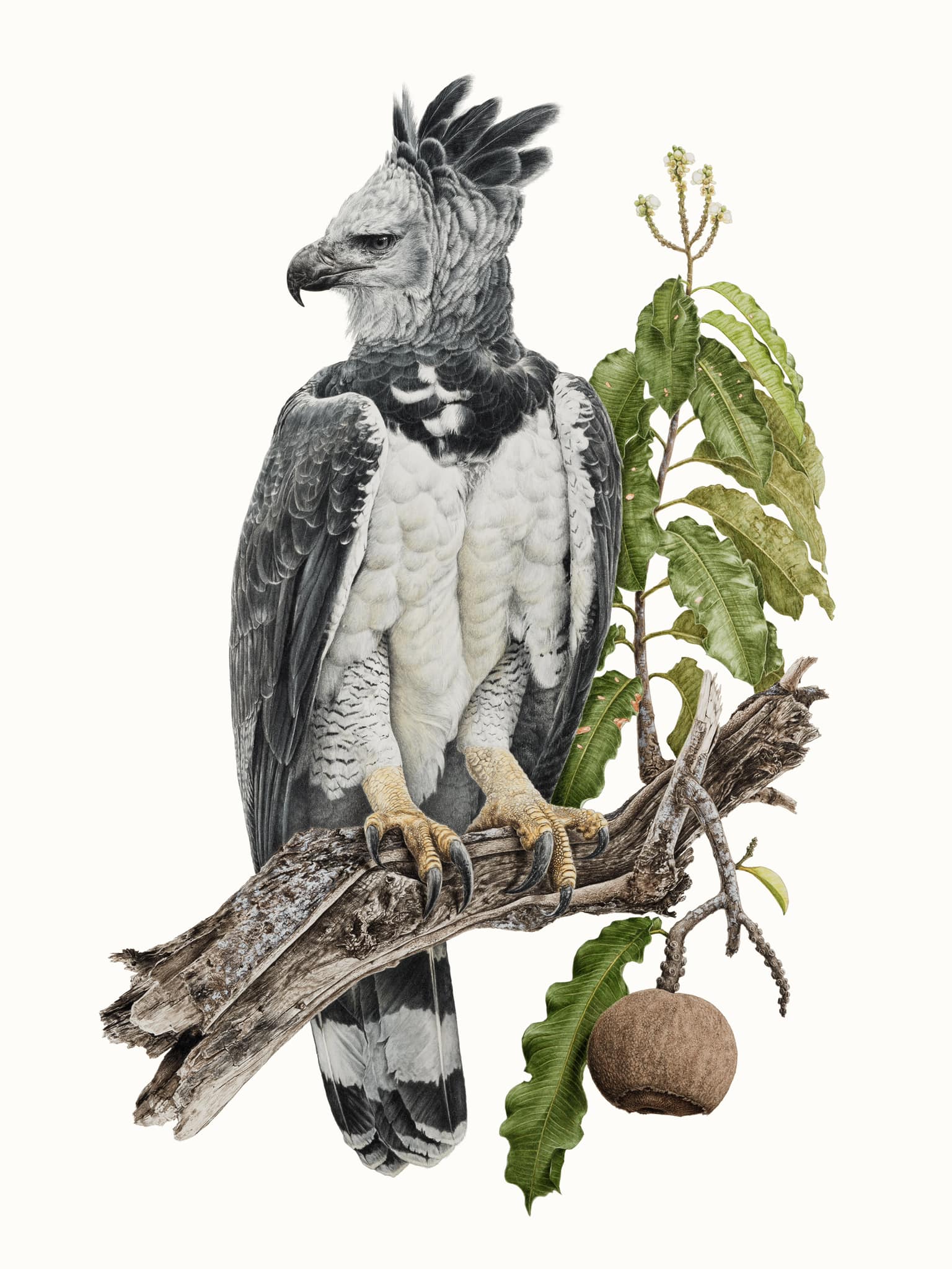 Eagle Perched on a Pine Branch
