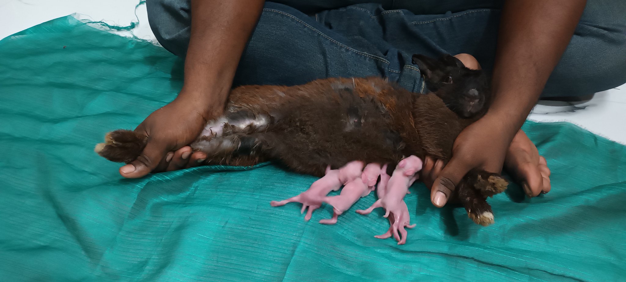 Integrated Rabbit Farming | Kolkata
