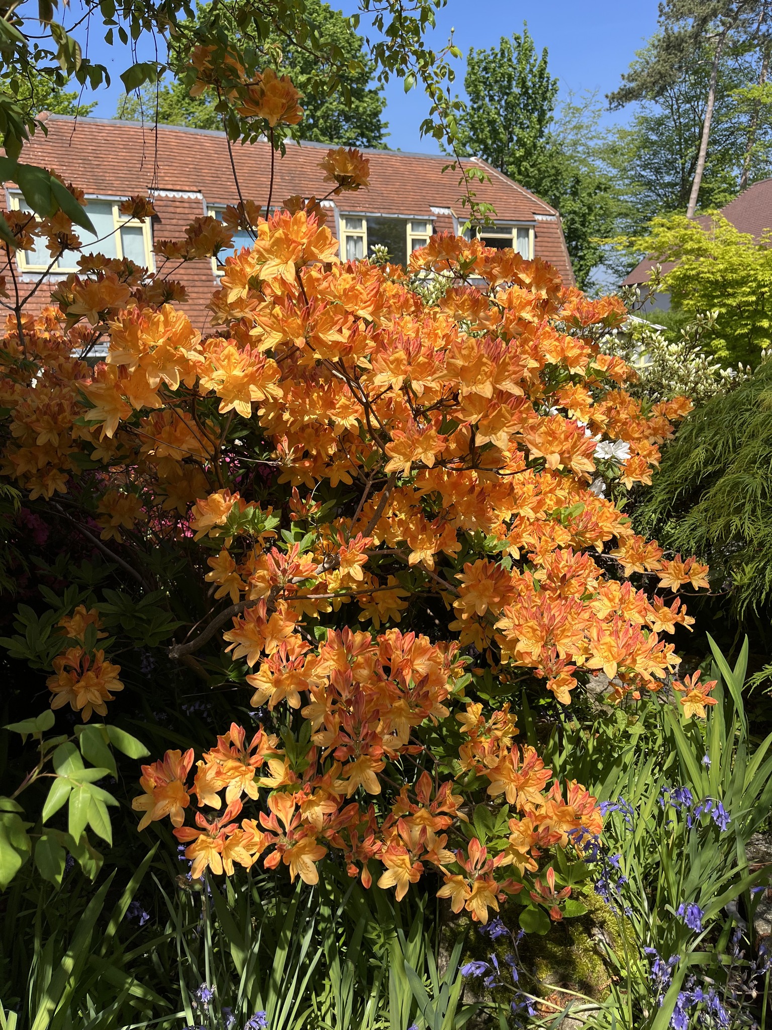 Bookham Open Gardens