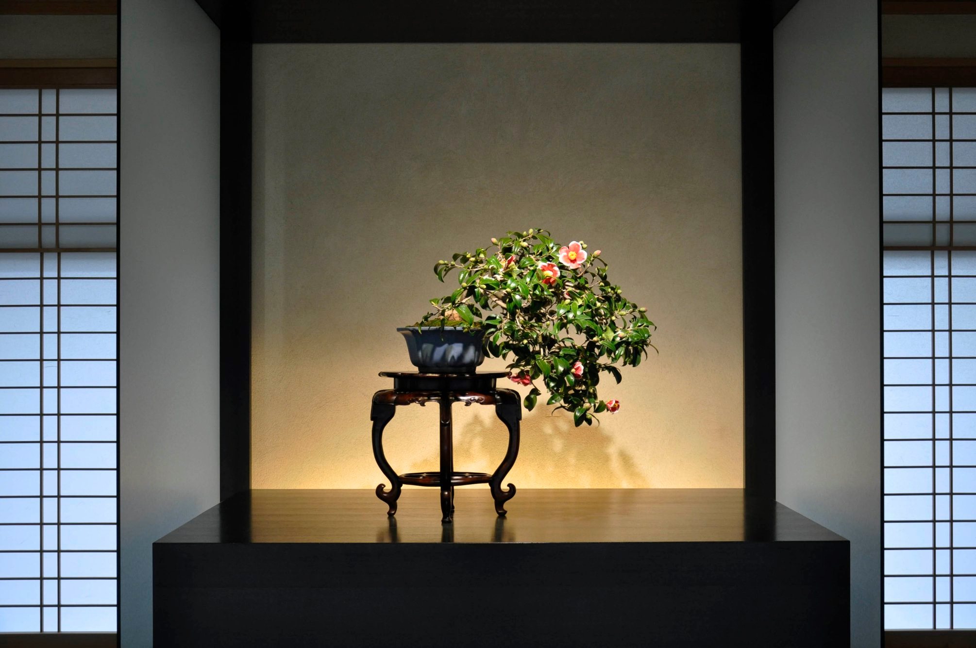 椿（玉の浦） Tsubaki(Tama-no-ura) Japanese Camellia