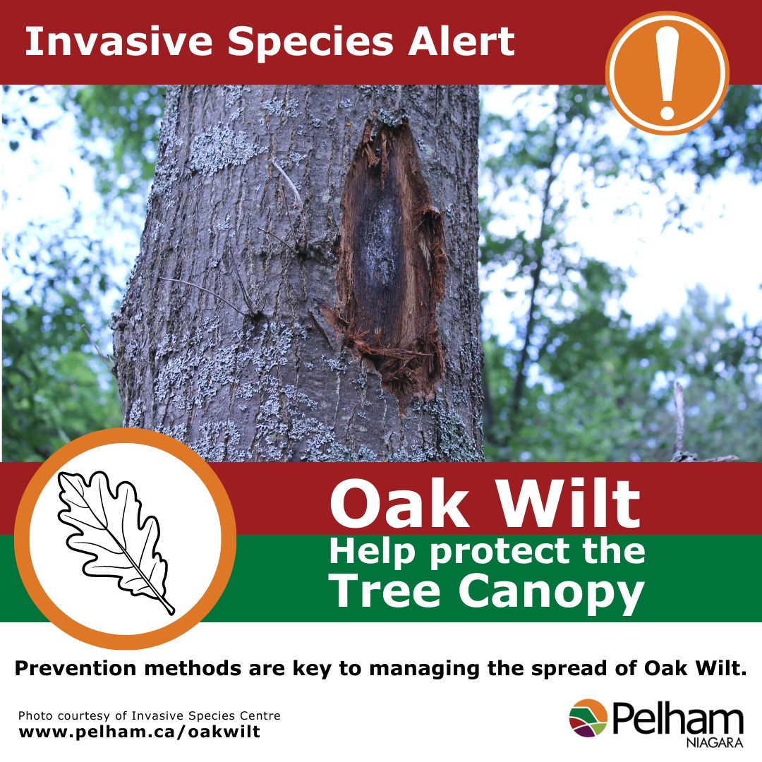 Town of Pelham - 🚨 Invasive Species Alert – Oak Wilt 🚨... | Facebook