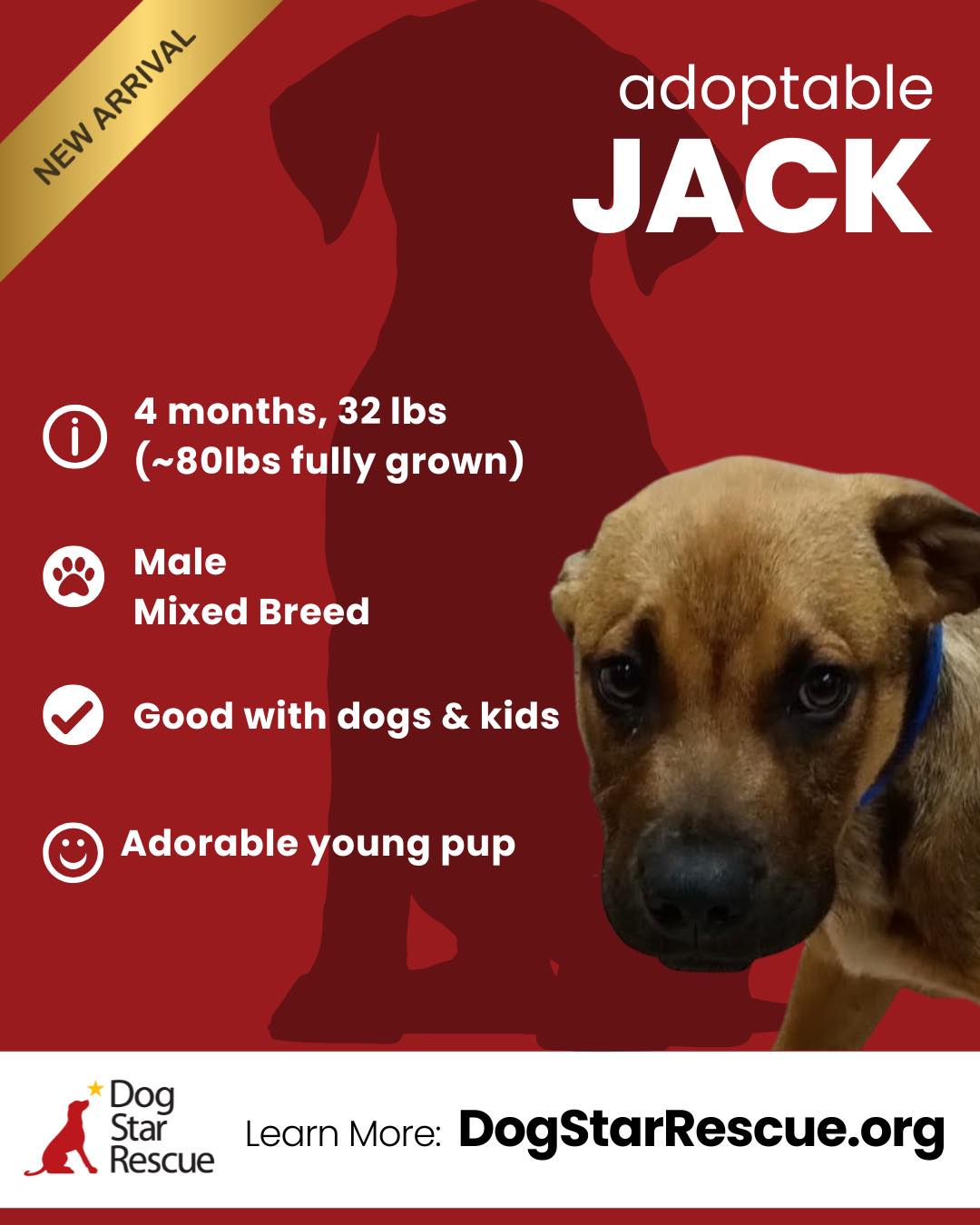 Dog - Adopted! | Facebook