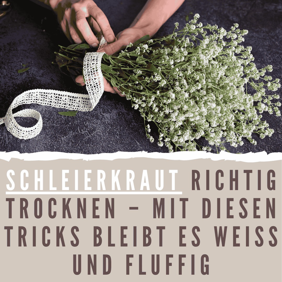 Schleierkraut richtig trocknen 👉 https://www.genialetricks.de/schleierkraut -trocknen-a-a/63741678977539?utm_source=fb_bp&utm_medium=fb_bp&utm_campaign=fb_bp_gt 👈