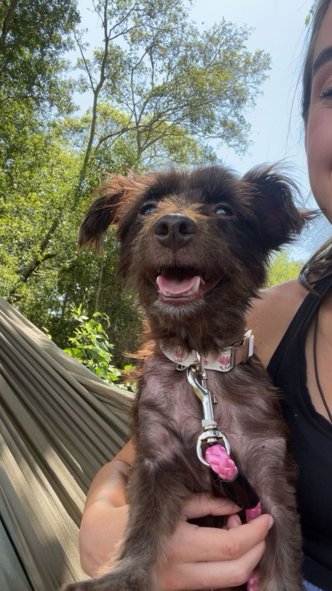 Haseya’s New... - Haseya’s New Beginning Animal Rescue